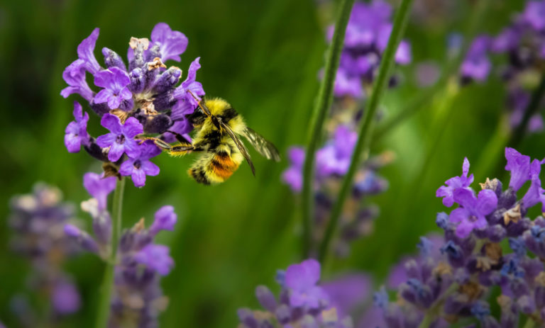 lessons from ayurveda - bee and flower - Maxine Shorto triyoga therapist