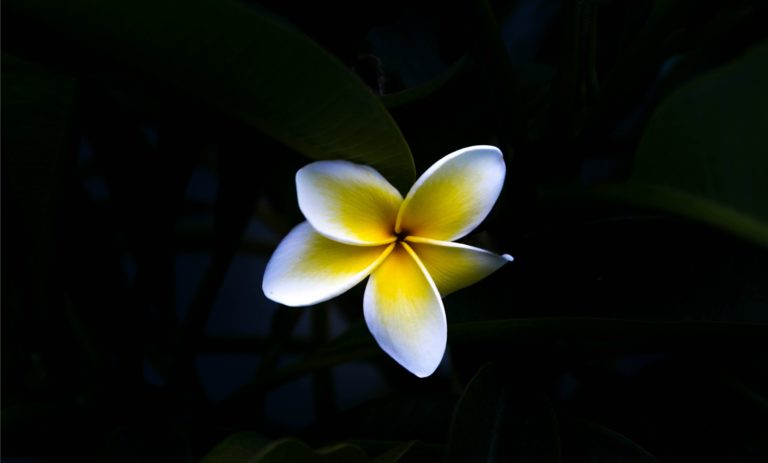 ho’oponopono hawaiian forgiveness practice