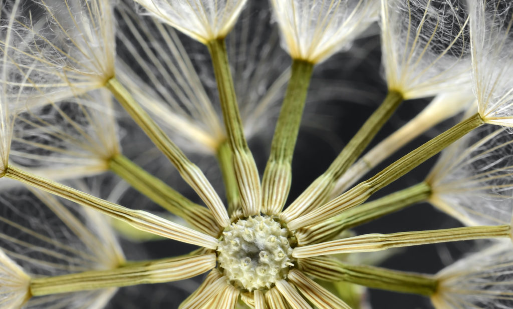 Dandelion seed head