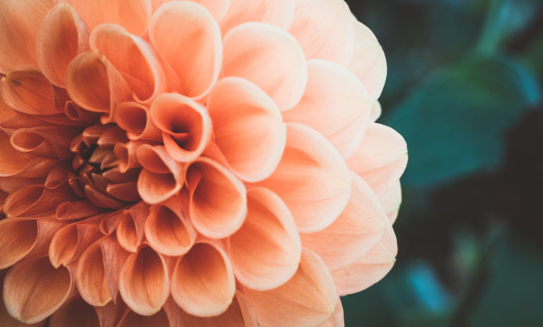 flower for endometriosis blog