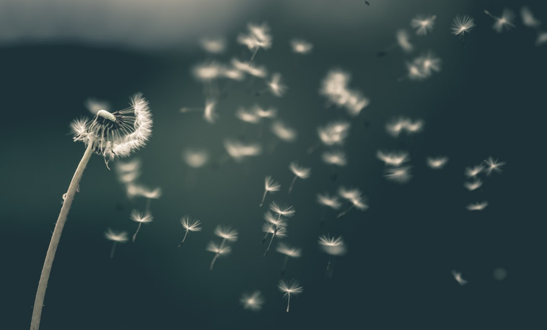 Seasonal Allergies Blog