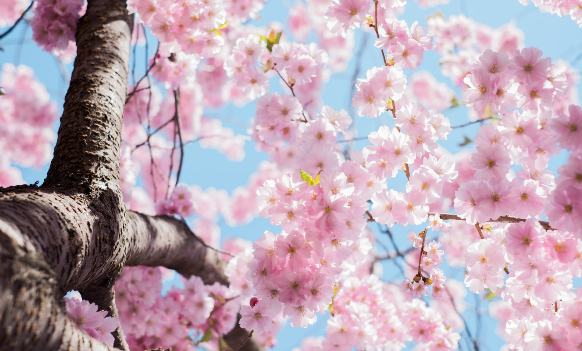 Spring Blog Image Arno Smit