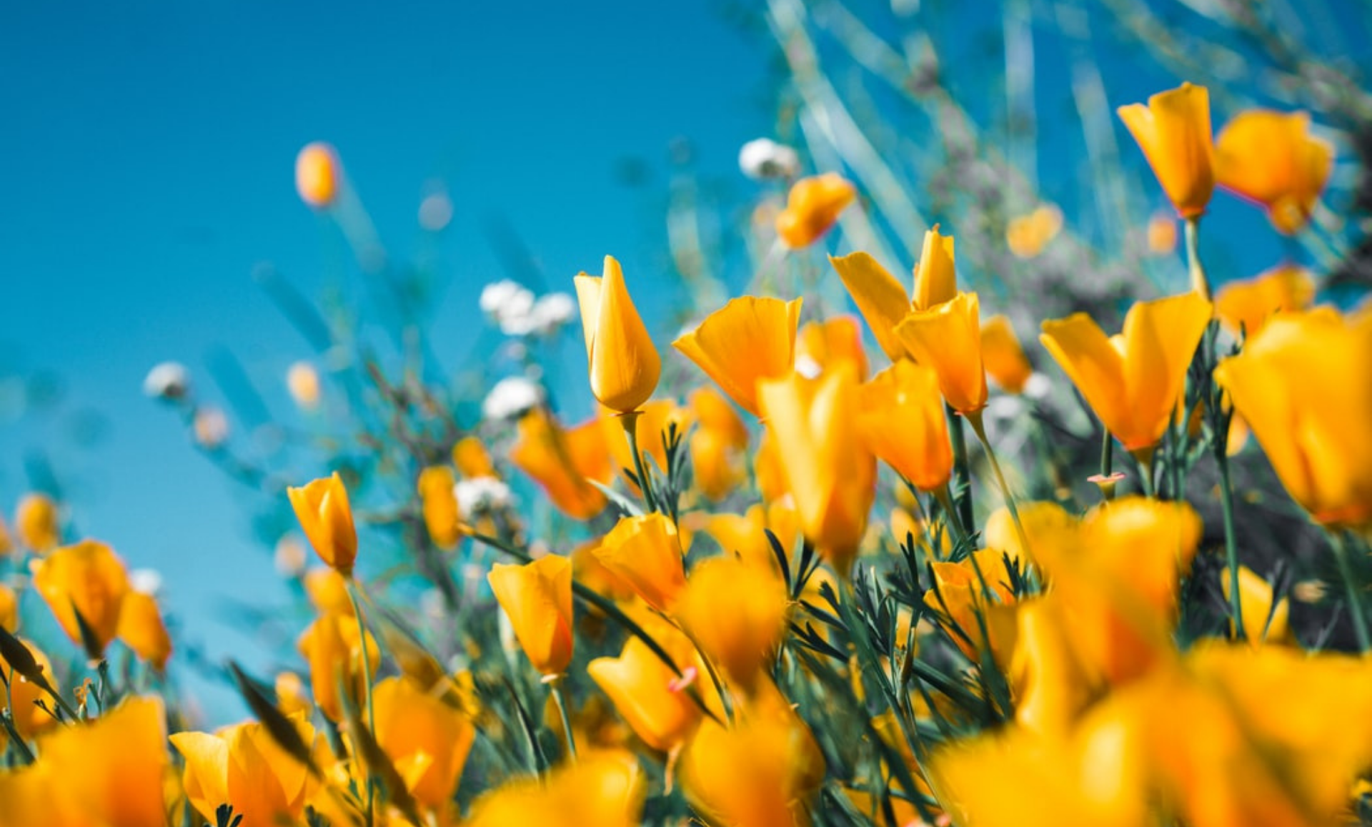 Spring Blog Sergey Shmidt