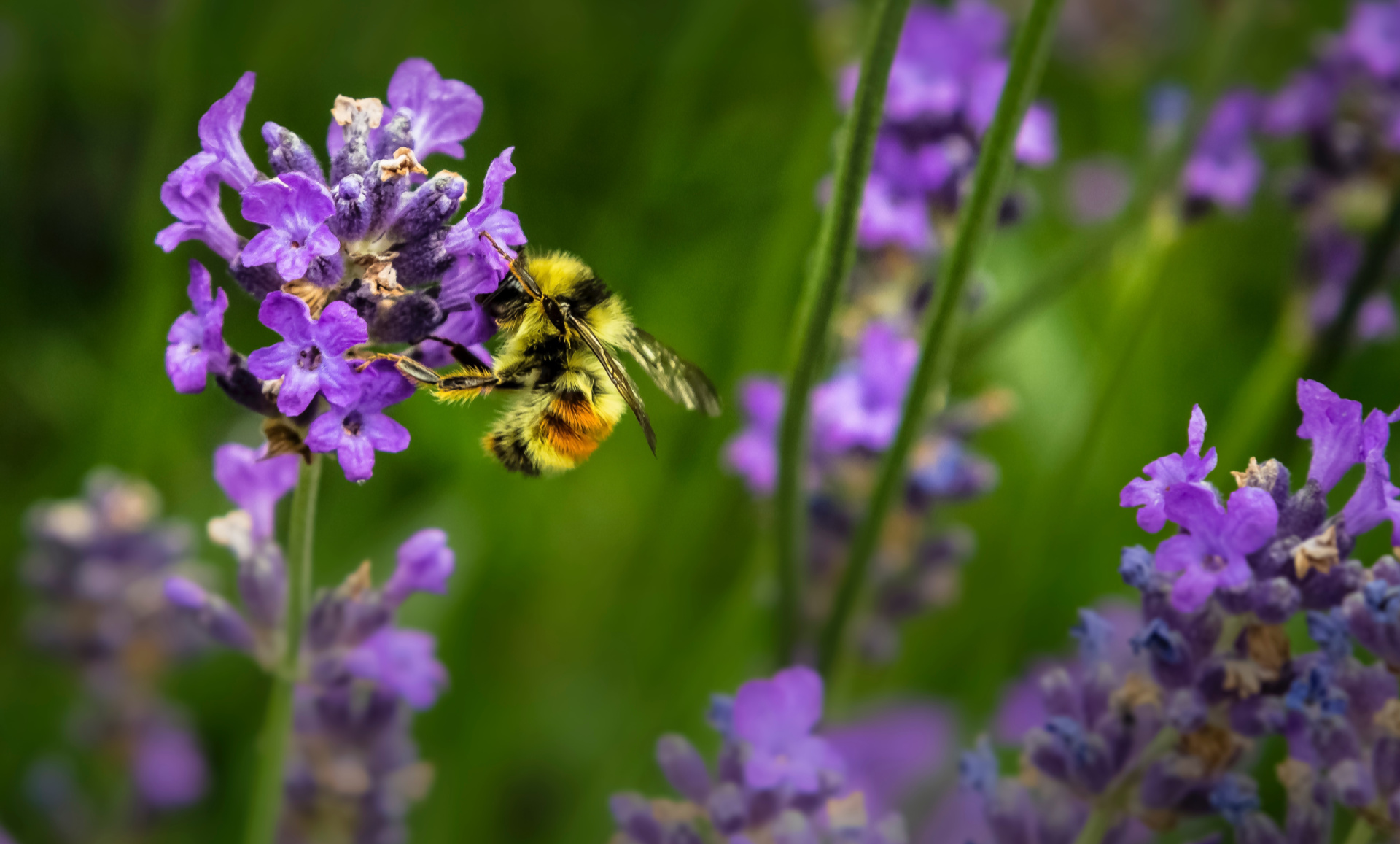 Unsplash Bee Ayurveda Blog1920x1157